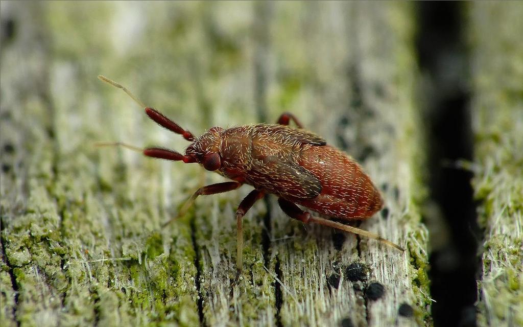 Atractotomus