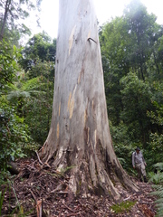 Eucalyptus deanei