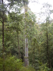 Eucalyptus deanei