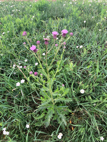creeping thistle