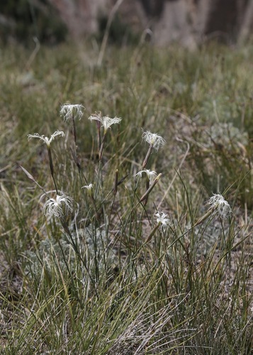 Dianthus kuschakewiczii, photograph 3
