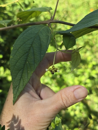 Varronia polycephala observed 2026-07-25
