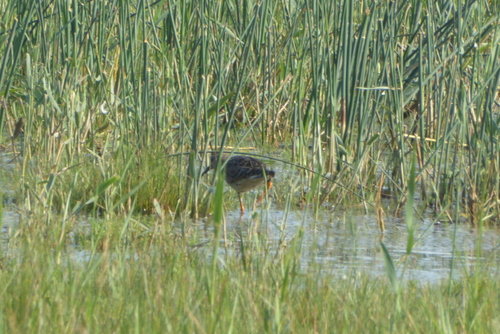 iNaturalist image