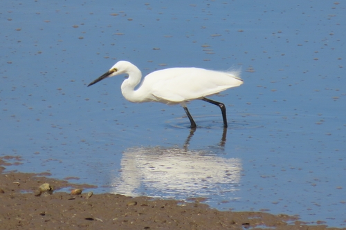 iNaturalist image