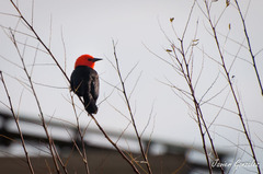 Amblyramphus holosericeus