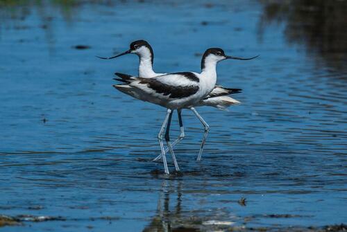 iNaturalist image