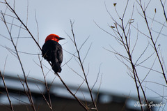 Amblyramphus holosericeus