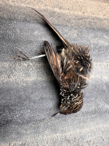 Many-striped Canastero (Asthenes flammulata), photo 2