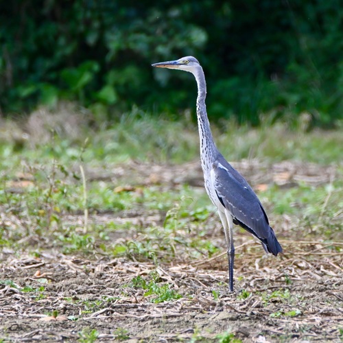 iNaturalist image