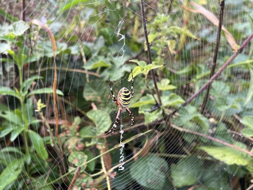 Wasp Spider