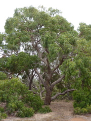 Eucalyptus viminalis cygnetensis