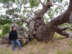 Eucalyptus viminalis cygnetensis
