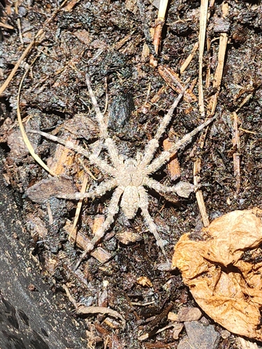 White-banded Fishing Spider