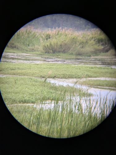 iNaturalist image