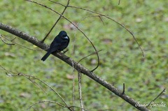 Knipolegus cyanirostris