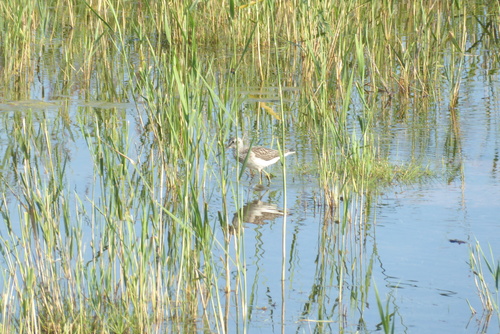 iNaturalist image
