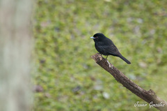 Knipolegus cyanirostris