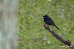 Knipolegus cyanirostris