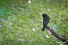 Knipolegus cyanirostris