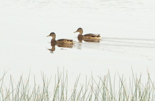iNaturalist image