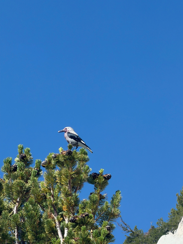 iNaturalist observation photo of Clark's Nutcracker