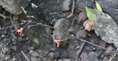 Hylodesmum repandum, photograph 2