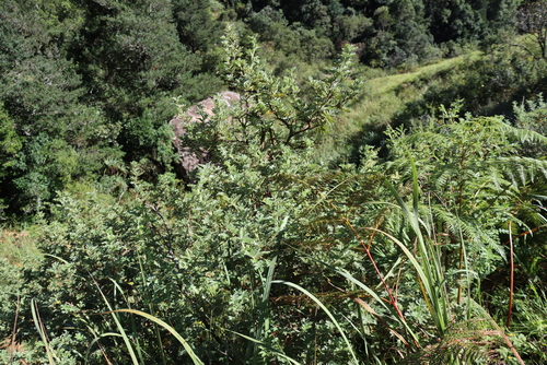 Leucosidea sericea, photograph 5