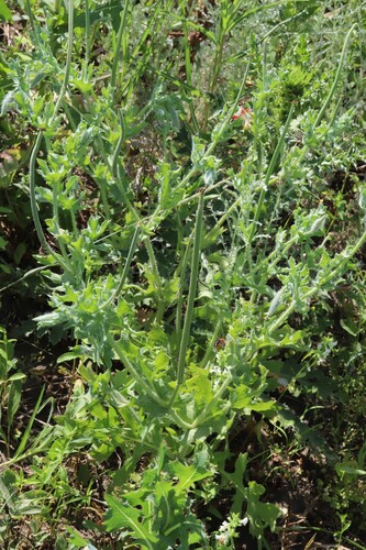 Red Horned Poppy