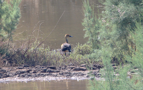 iNaturalist image