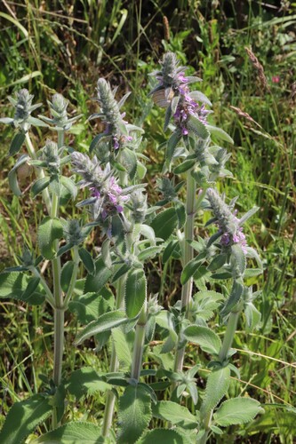 Downy Woundwort