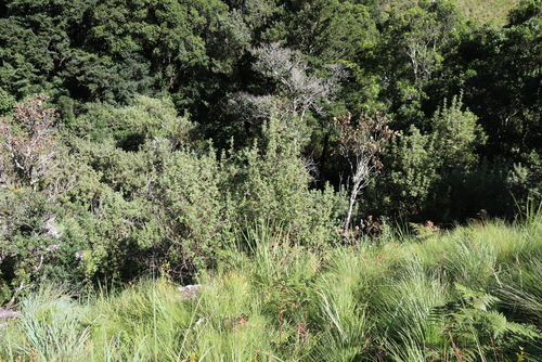 Leucosidea sericea, photograph 4