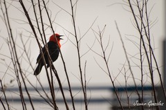 Amblyramphus holosericeus