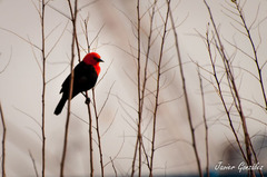 Amblyramphus holosericeus