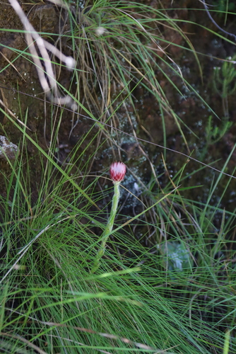 Helichrysum adenocarpum, photograph 5