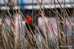 Amblyramphus holosericeus