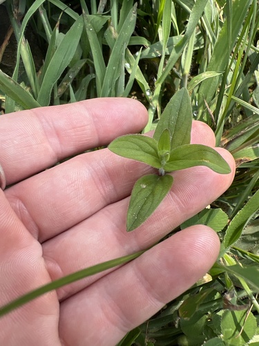 Pycnanthemum verticillatum, photograph 4