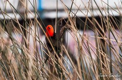 Amblyramphus holosericeus