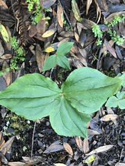 Trillium ovatum ovatum