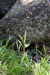 Hylodesmum repandum