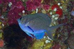 Chromis alpha