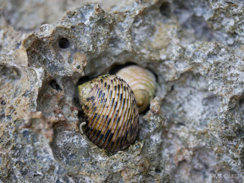 Nerita quadricolor, 2026-07-15