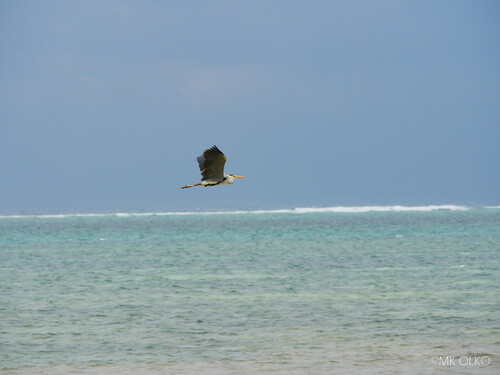 iNaturalist image