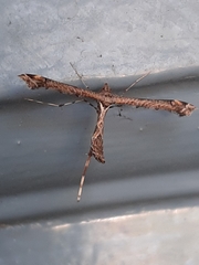 Anstenoptilia