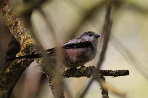 Long-tailed Tit