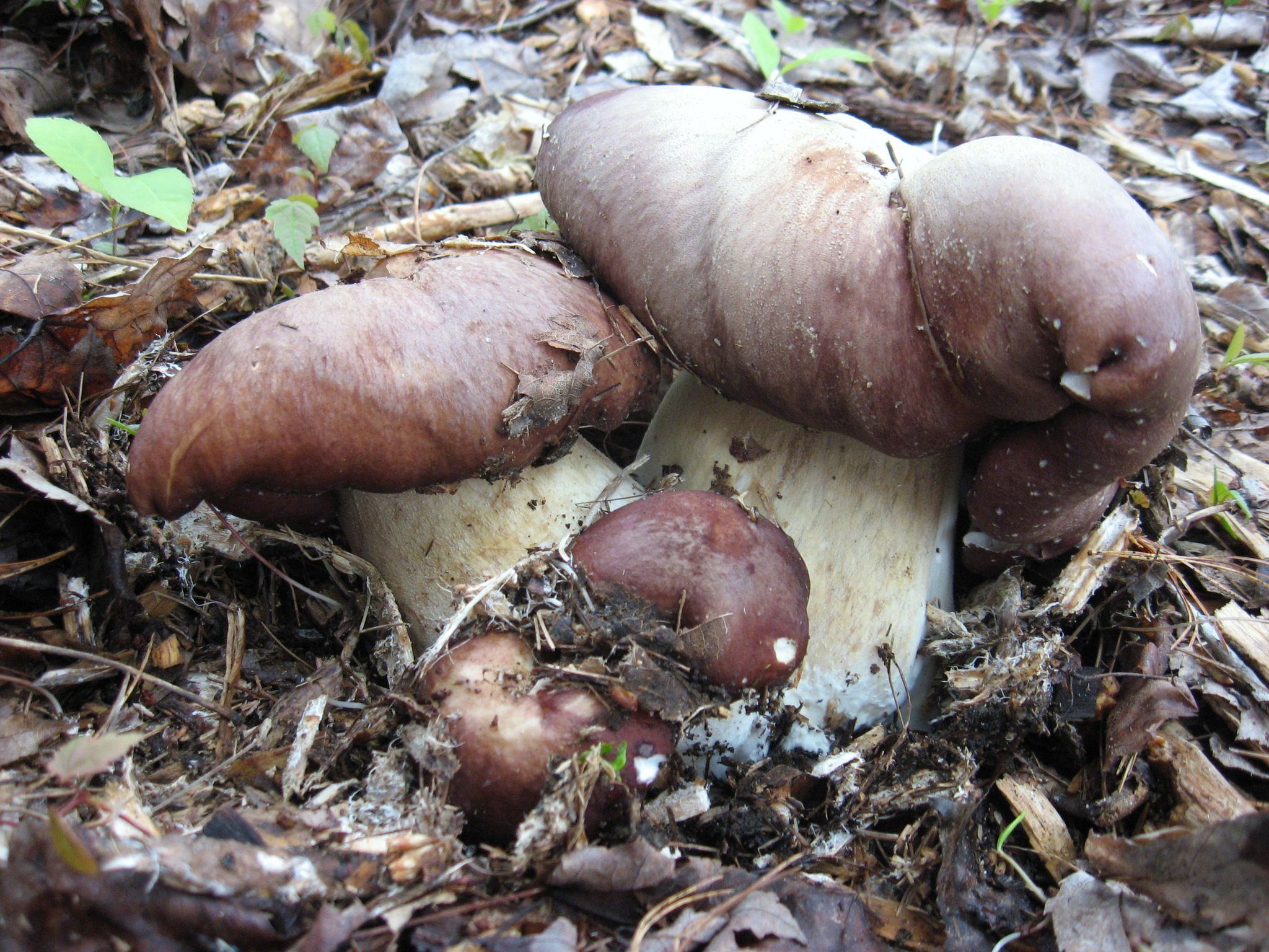Stropharia rugosoannulata image