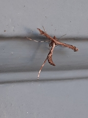 Anstenoptilia