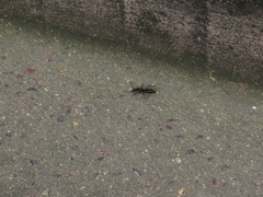 Pachycondyla crassinoda