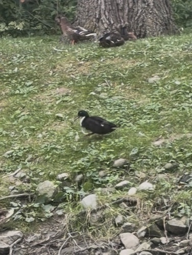 iNaturalist image