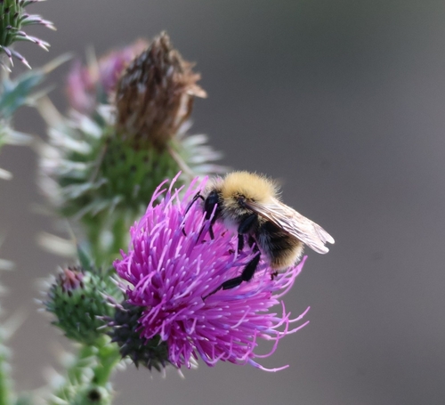 Common Carder Bumble Bee