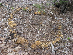 Kuehneromyces marginellus